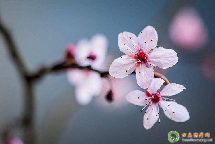 口臭的六種并發癥 口臭的六種并發癥