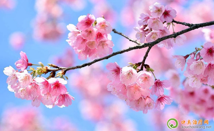 形成口臭的原因知多少 形成口臭的原因知多少