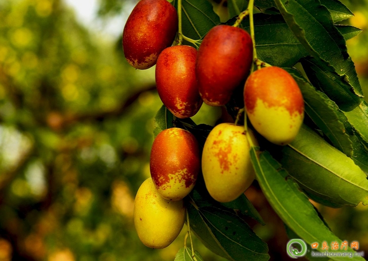 口臭可以吃金絲小棗 口臭可以吃金絲小棗