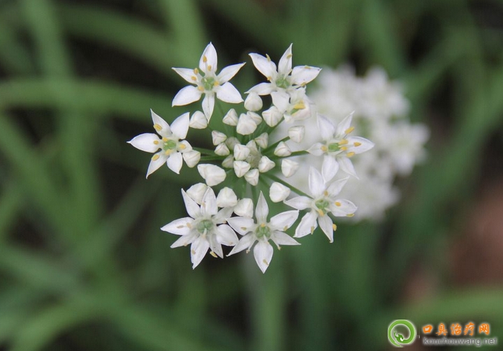 口臭可以吃韭菜花 口臭可以吃韭菜花