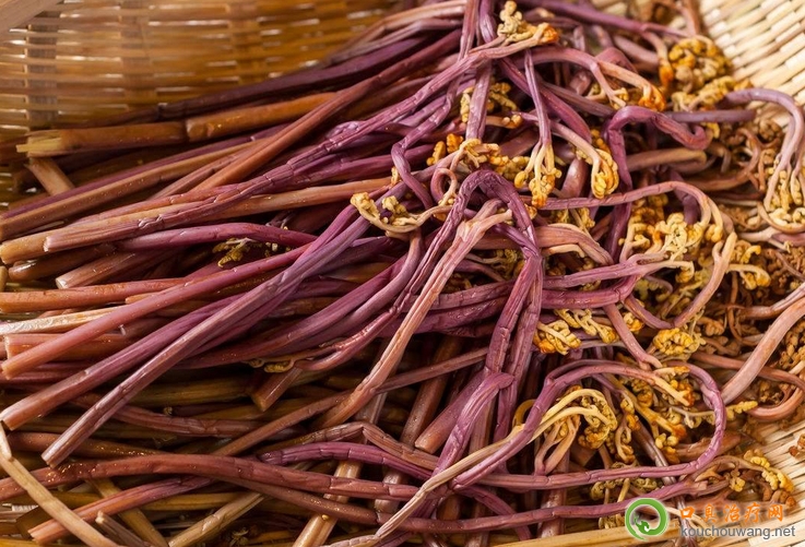 口臭可以吃蕨菜 口臭可以吃蕨菜