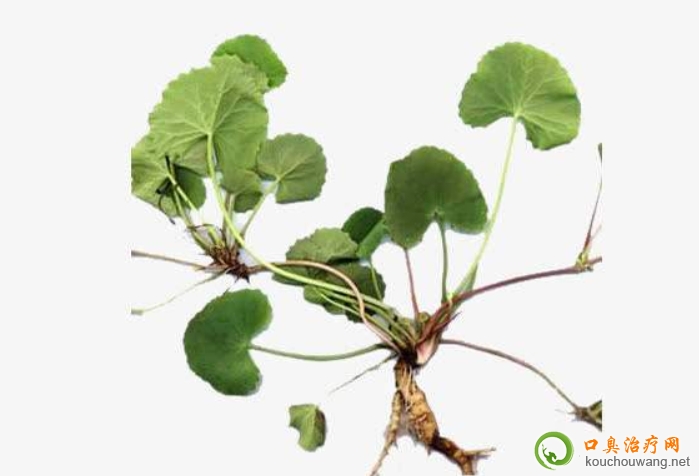 口臭可以吃積雪草 口臭可以吃積雪草
