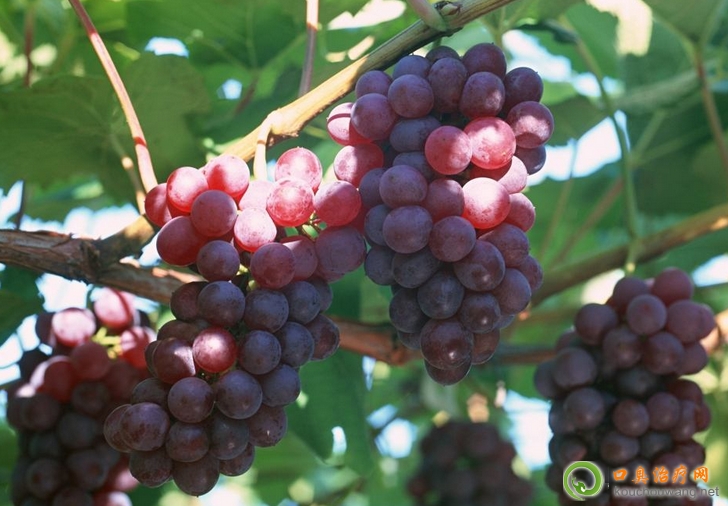 口臭可以吃巨峰葡萄 口臭可以吃巨峰葡萄