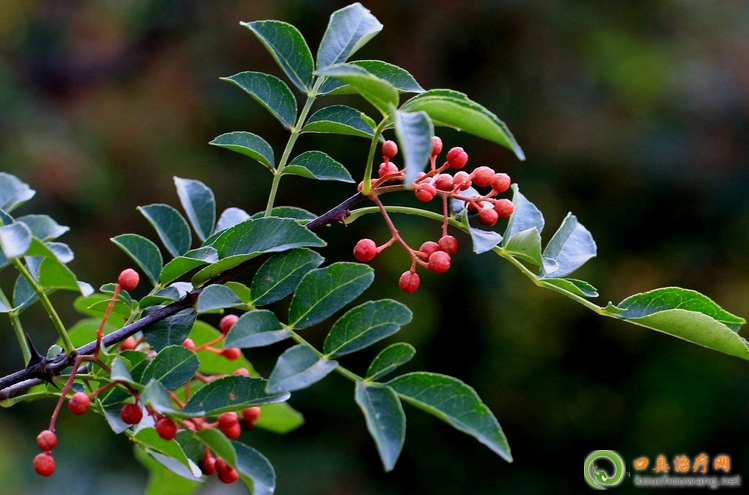 口臭可以吃花椒 口臭可以吃花椒