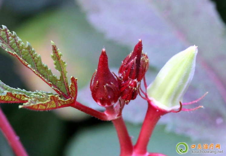 口臭可以吃紅秋葵 口臭可以吃紅秋葵