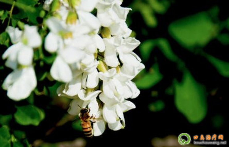 口臭可以吃槐花 口臭可以吃槐花