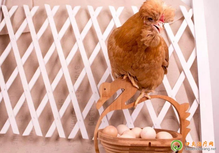 口臭可以吃宮廷雞 口臭可以吃宮廷雞