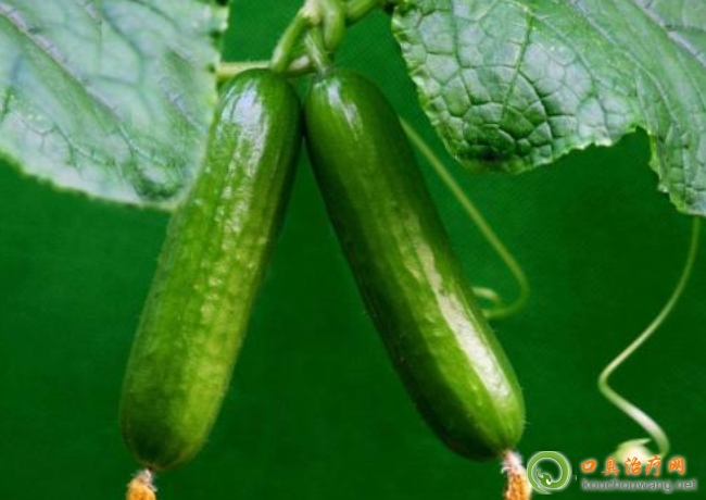 口臭可以吃荷蘭瓜 口臭可以吃荷蘭瓜